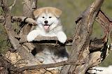 AKITA INU 055